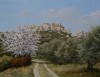 Amandiers en fleurs aux Baux de Provence